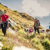 Au départ du col du Grand-Saint-Bernard, il est possible d'effectuer une randonnée avec les mythiques chiens.